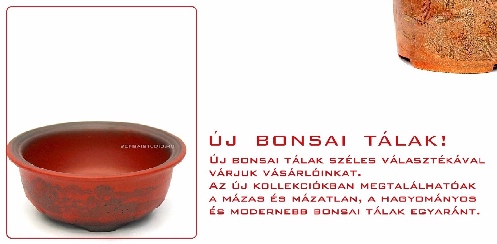 rendelheto mazas bonsai talak a marczika bonsai studio webaruhaz kinalatabol